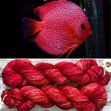 Load image into Gallery viewer, Discus Fish, merino nylon sock yarn