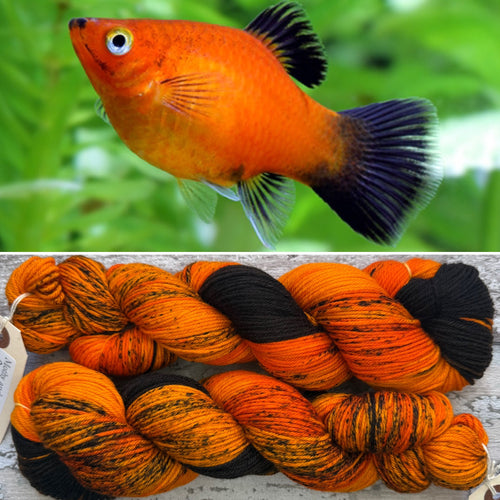 Orange Variatus Platy Fish, merino nylon sock yarn