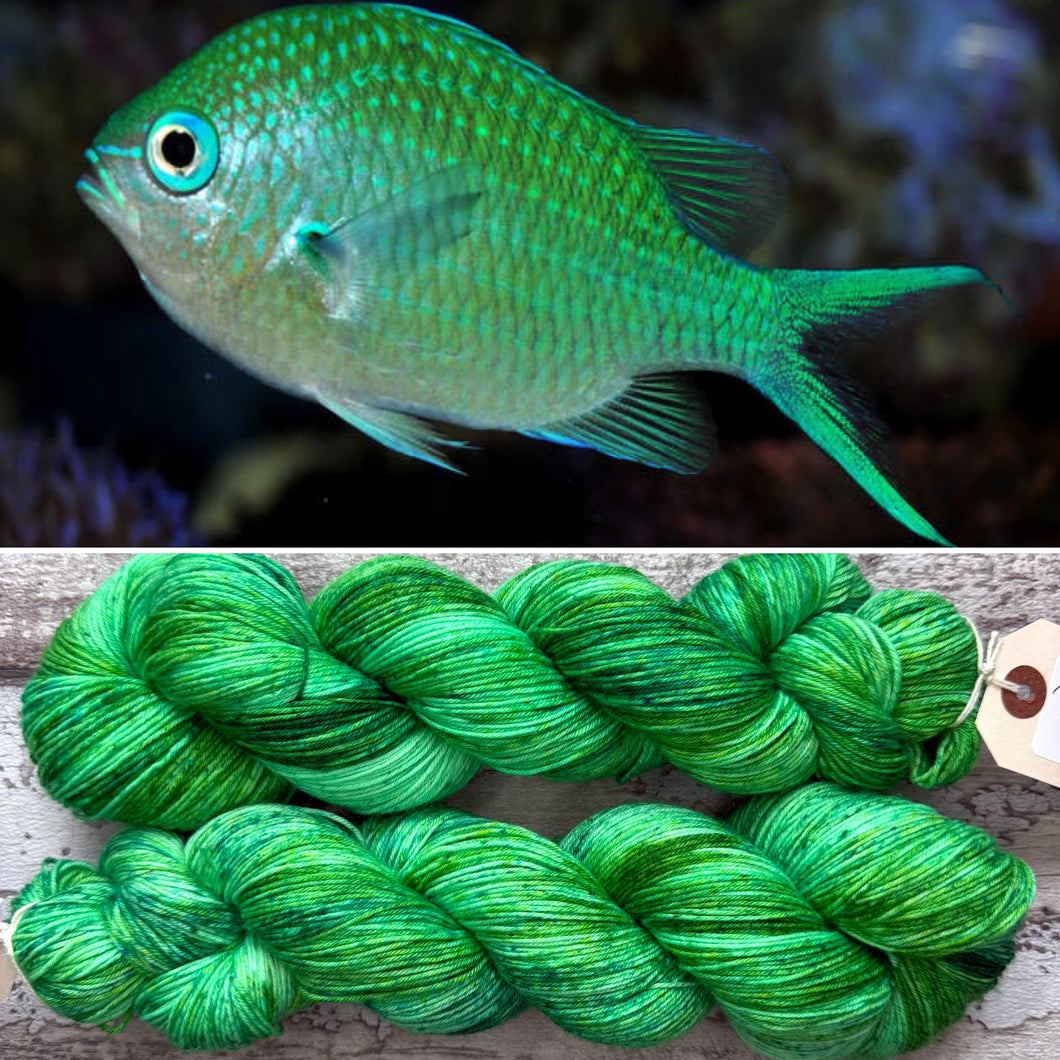 Green Chromis Fish, merino nylon sock yarn