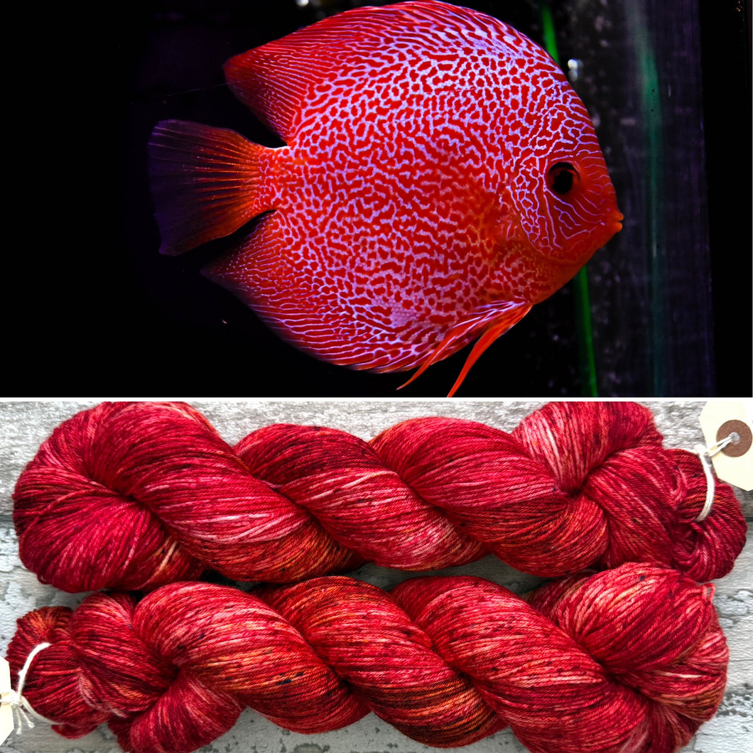 Discus Fish, merino nylon sock yarn