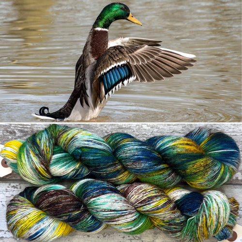 Mallard, British Birds Bluefaced Leicester