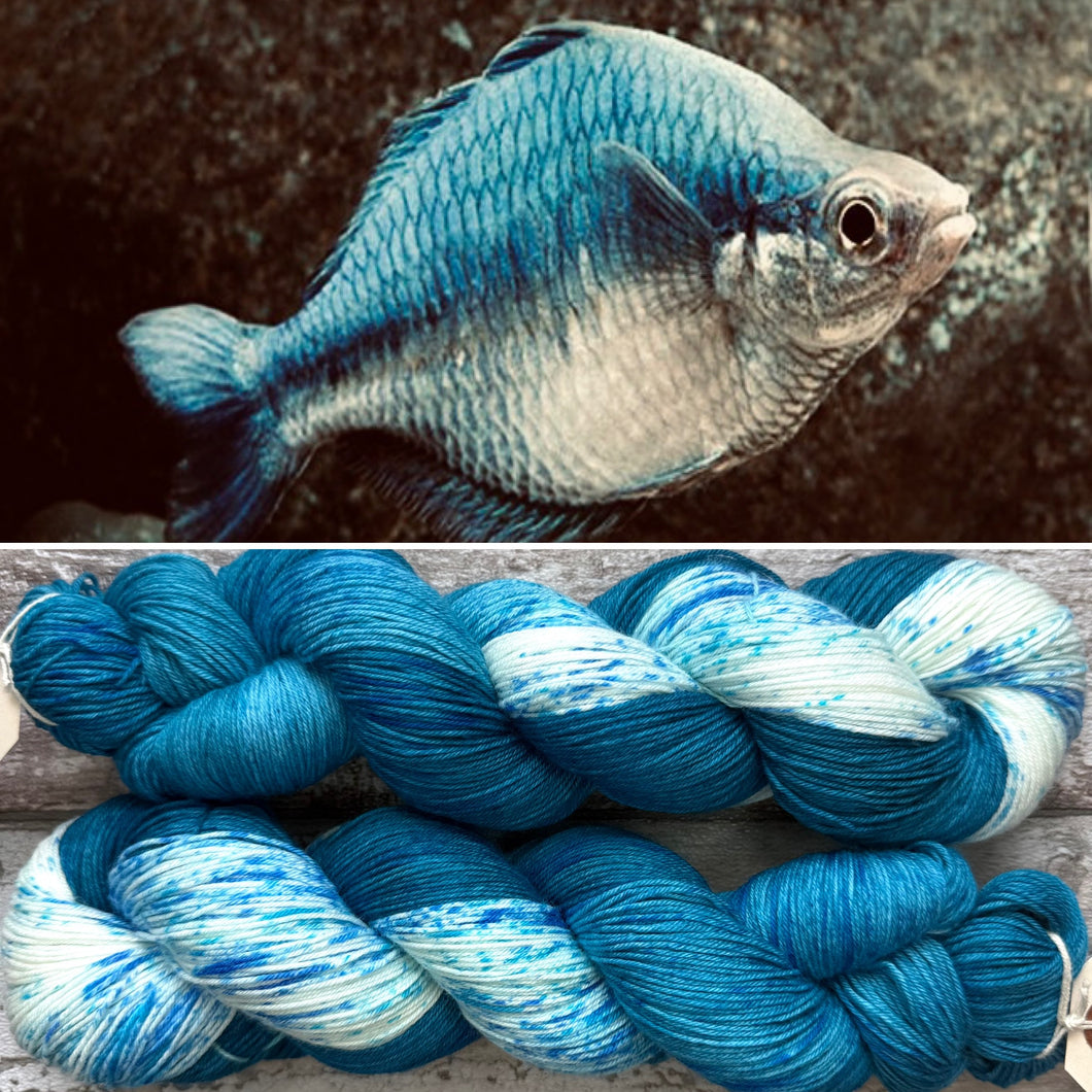 Turquoise Rainbowfish, merino nylon sock yarn