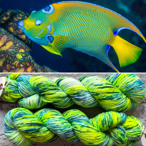 Queen Angelfish, merino nylon sock yarn