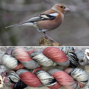 Chaffinch, British Birds Bluefaced Leicester