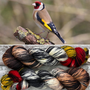 Goldfinch, British Birds Bluefaced Leicester