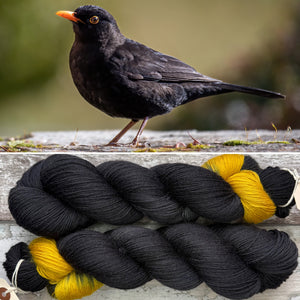 Blackbird, British Birds Bluefaced Leicester