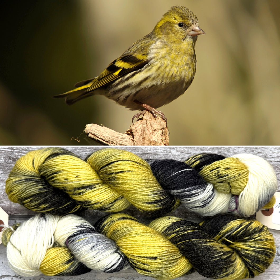 Siskin, British Birds Bluefaced Leicester